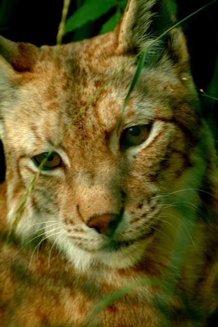 La lince nell'' Appennino centrale